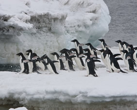 Antarctica gay cruise - Adelie penguins