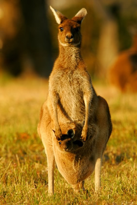 Australia gay tour - kangaroo