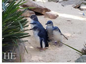 Australia gay  tour - Phillip Island Penguins