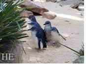 Australia gay  tour - Phillip Island Penguins
