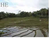 Bali gay tour - Rice Terraces