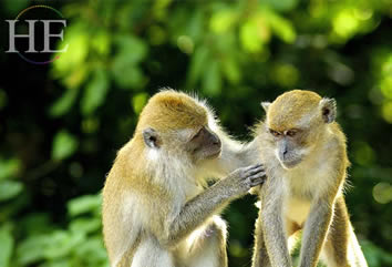Bali monkeys