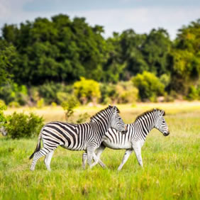 Gay Botswana safari trip