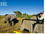 Botswana gay safari - elephants