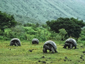 Giant Galapagos Tortoises