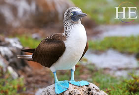 Galapagos blue footed booby