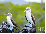 Galapagos gay tour - boobies