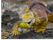 Gay Galapagos tour - iguana