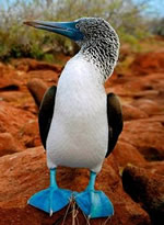 Galapagos Gay Cruise & Wildlife Tour