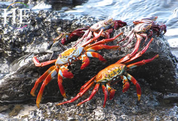 Galapagos gay cruise - crabs