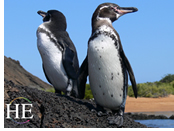 Gay Galapagos cruise - Galapagos penguins