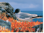 Gay Galapagos cruise - seabird