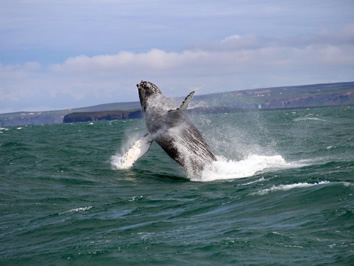 Iceland whales