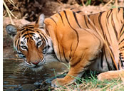 Panna National Park tiger