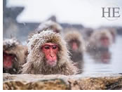 Japan gay tour - snow monkeys