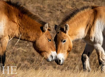 Mongolia gay tour horses