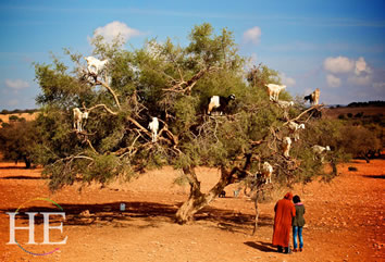 Gay Morocco Tour - goat tree