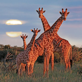 Gay Namibia safari tour