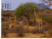 Namibia gay safari giraffes
