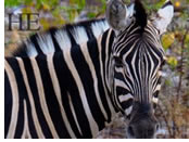 Namibia gay safari zebra