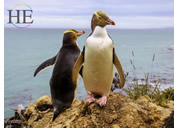 New Zealand penguins tour