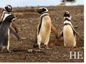 Gay Patagonia tour - Magellanic penguins
