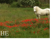 Provence gay bike tour - horse in poppies