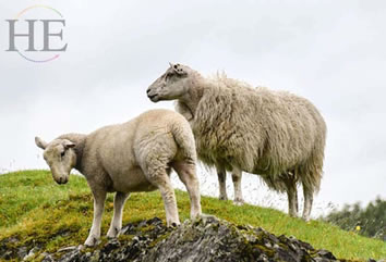 Gay Scotland Travel - sheep