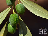 Sicily olives