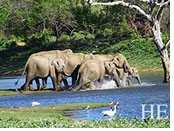 Sri Lanka gay tour - Pinnawala elephants