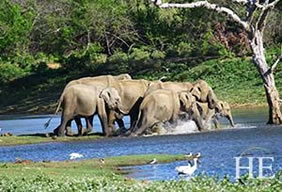 Sri Lanka Pinnawala elephants