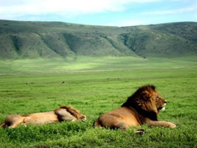 Tanzania safari gay tour