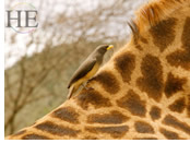 Tanzania gay safari - bird on giraffe