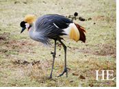 Tanzania gay safari - plumed bird