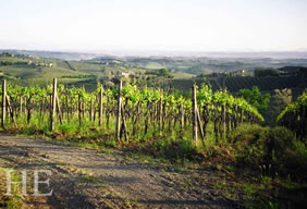 Tuscany vineyard