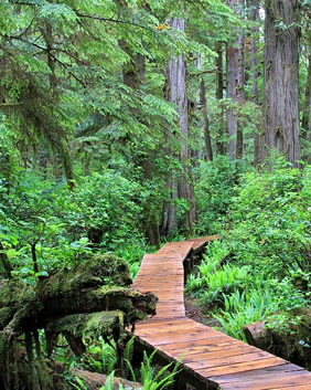 Vancouver rainforest path
