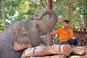 Sri Lanka elephants gay tour