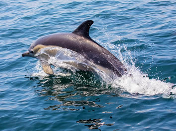 Algarve dolphin watching excursion