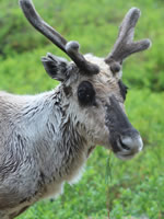 Lapland Finland Gay Tour