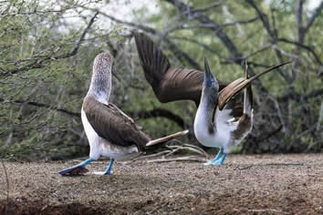 Galapagos Islands Blue footed boobies