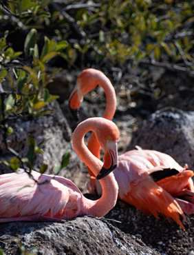 Galapagos flamingos