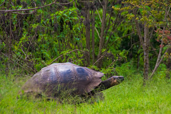 Galapagos giant tortoise