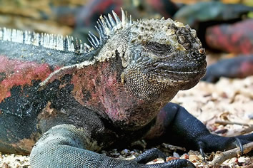 Galapagos marine iguana