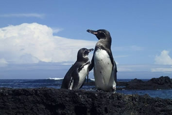 Galapagos penguins