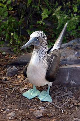 Galapagos blue footed booby