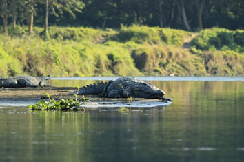 Chitwan National Park gay tour