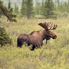 Alaska moose