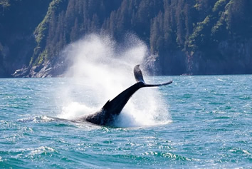 Alaska gay cruise whale