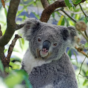 Australia gay tour - koala