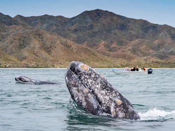 Baja California gay cruise whale